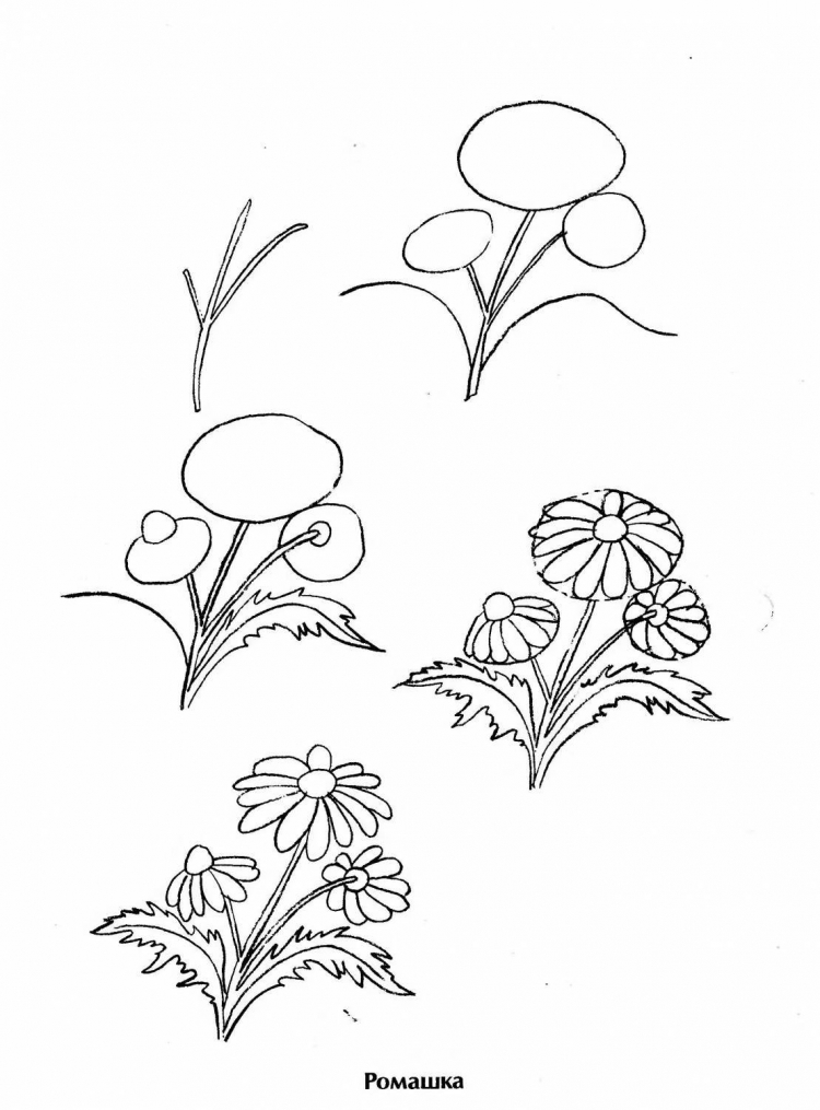 Растения простым карандашом