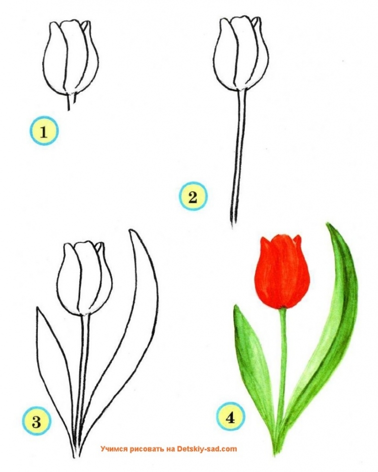 Тюльпаны простым карандашом