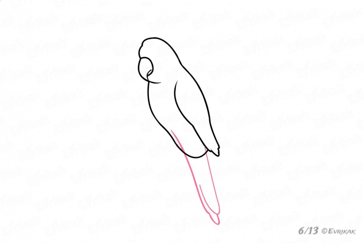 Рисунки попугаев для срисовки лёгкие