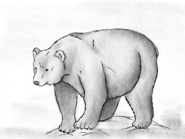 Рисунок медведя простым карандашом