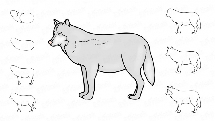 Волк рисунок для детей карандашом легко