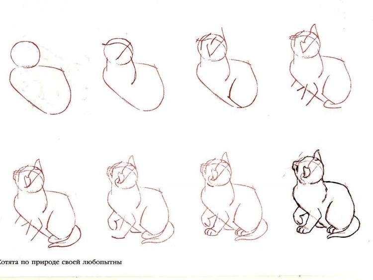 Рисуем кошку