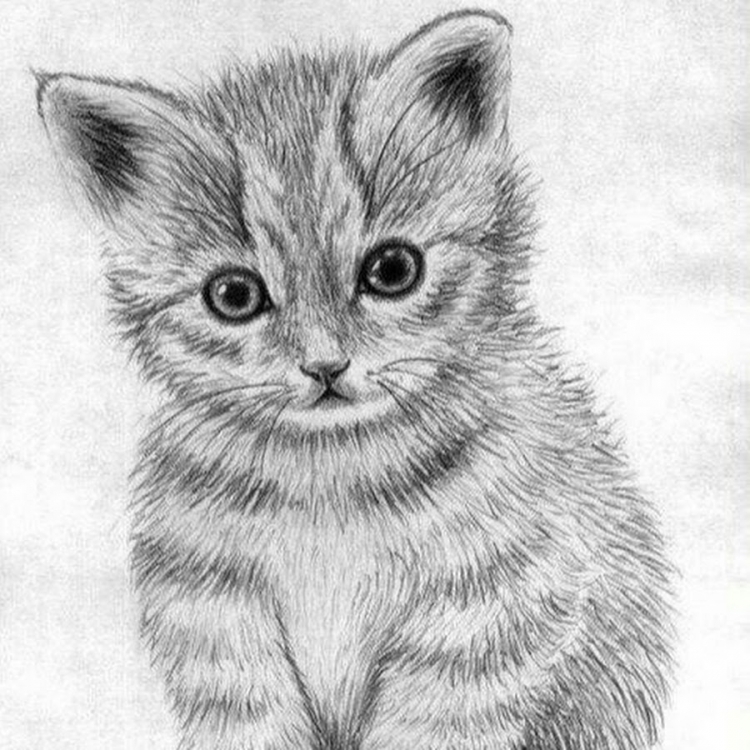 Рисунки котят для срисовки