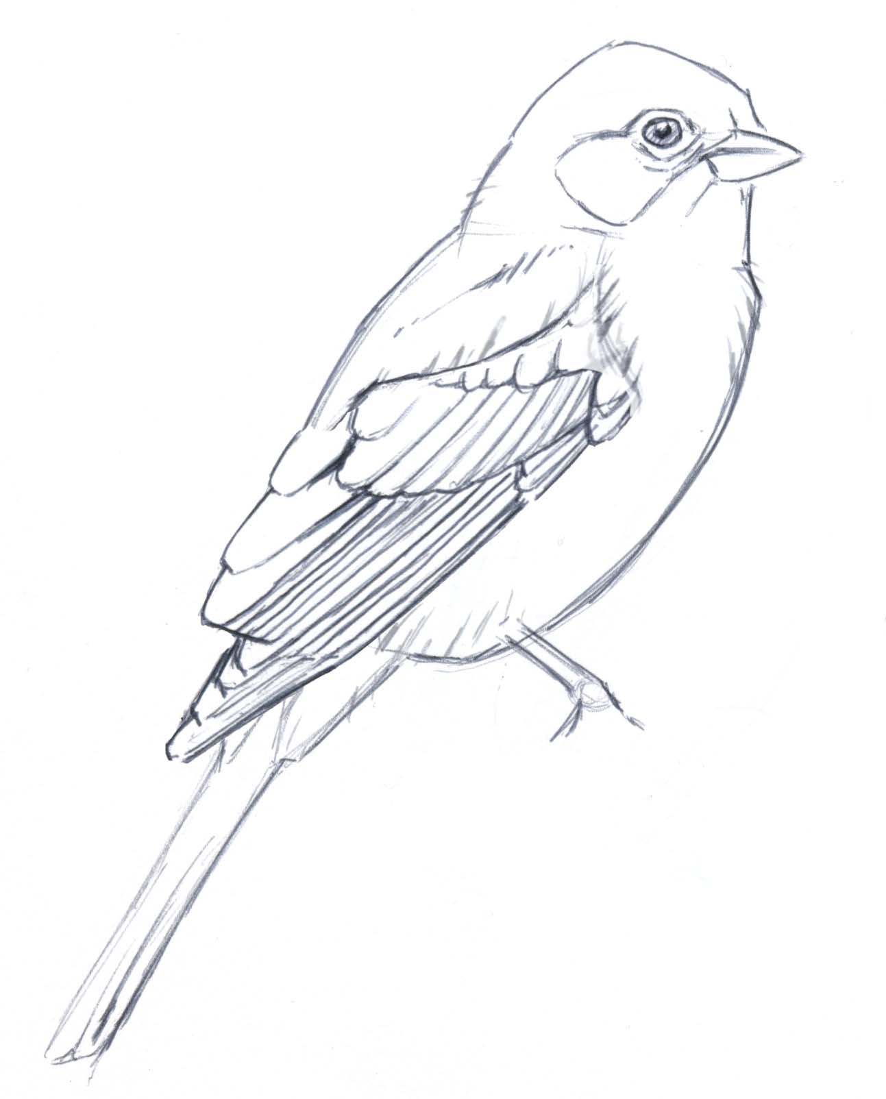 Рисунок птиц карандашом легкие. Птица карандашом. Птицы для срисовки. Птичка рисунок карандашом. Картинки птиц для срисовки.