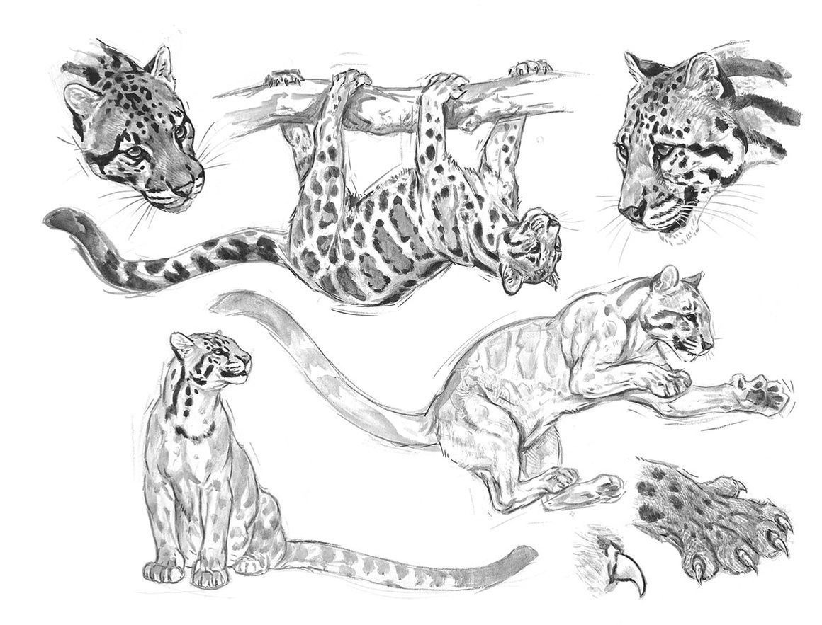 Рисунок дикой кошки. Дымчатый леопард анатомия. Барс референс анатомия. Снежный Барс референс. Дымчатый леопард и снежный Барс.