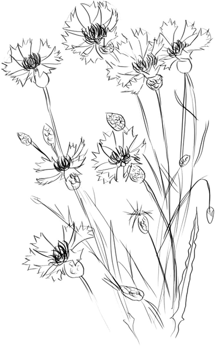 Рисунки полевых цветов карандашом для срисовки