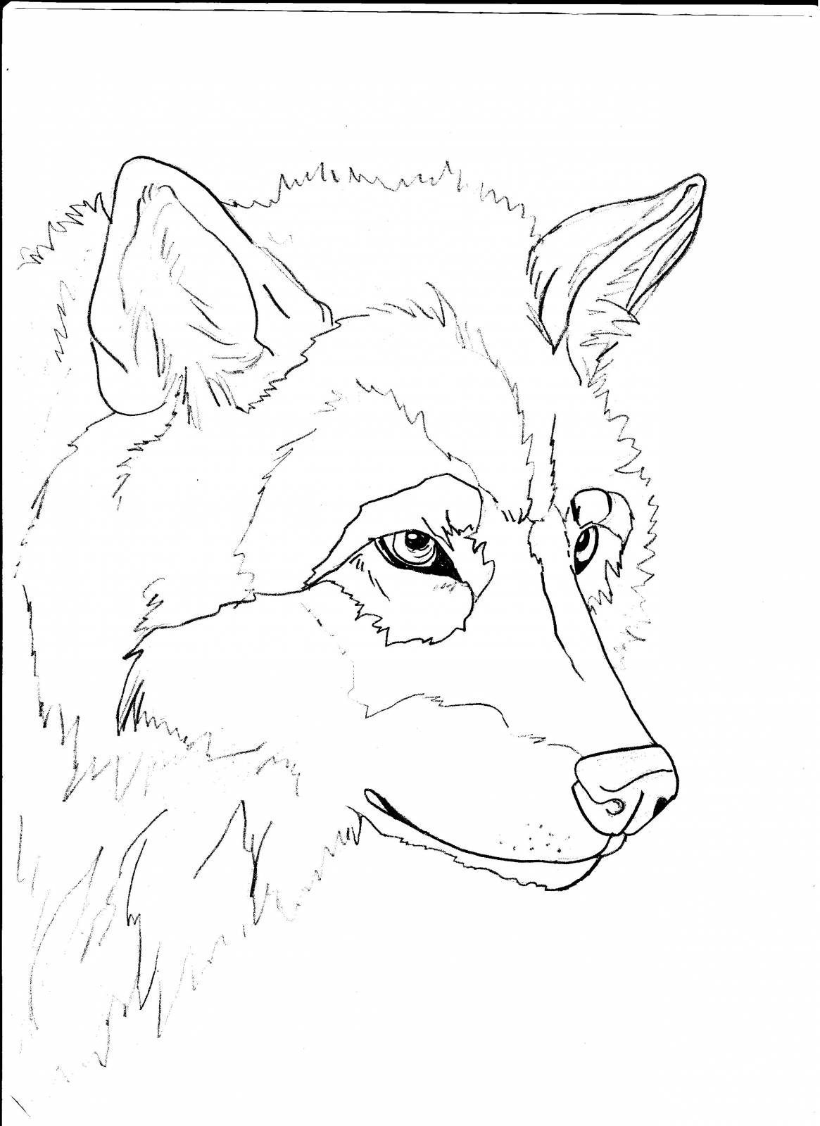 Раскраска волк Морда волка