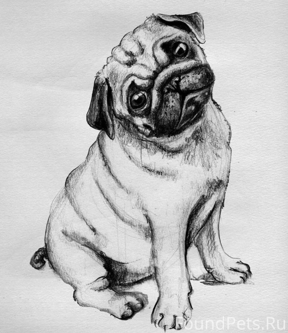 Как нарисовать собаку тем, кто вообще не художник