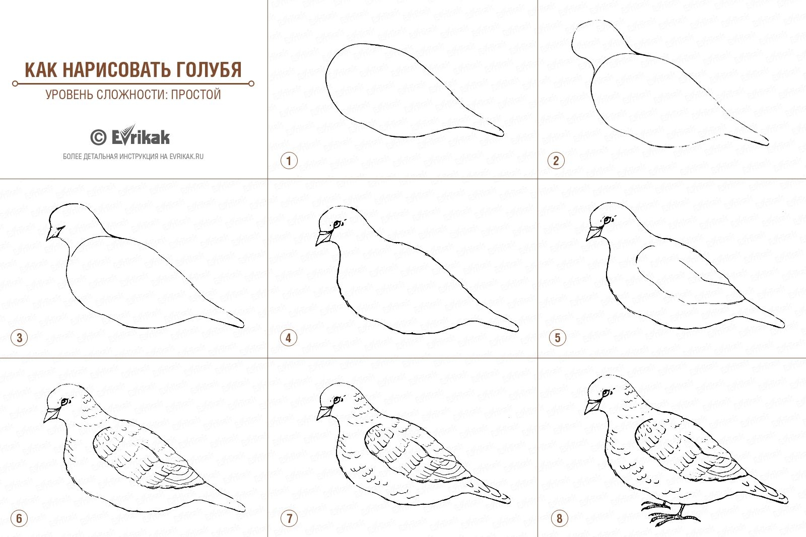 Как нарисовать голубя поэтапно в 5 шагов