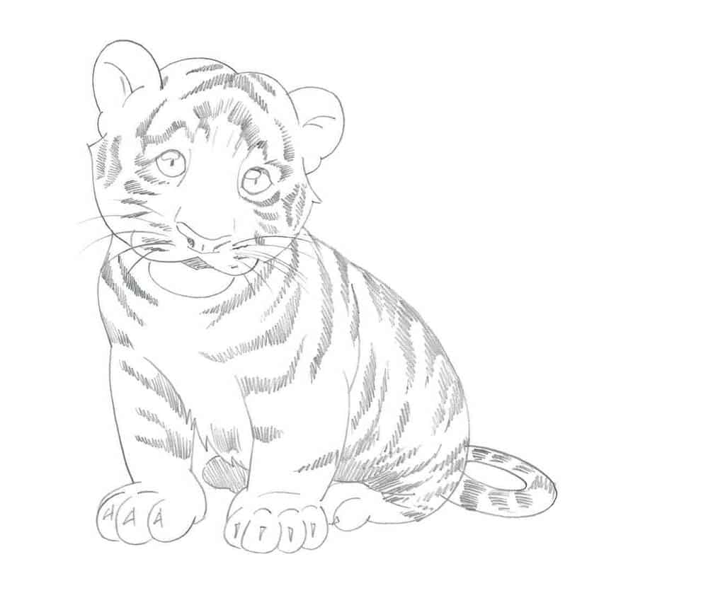 Как нарисовать тигра — легкие поэтапные инструкции карандашом и красками