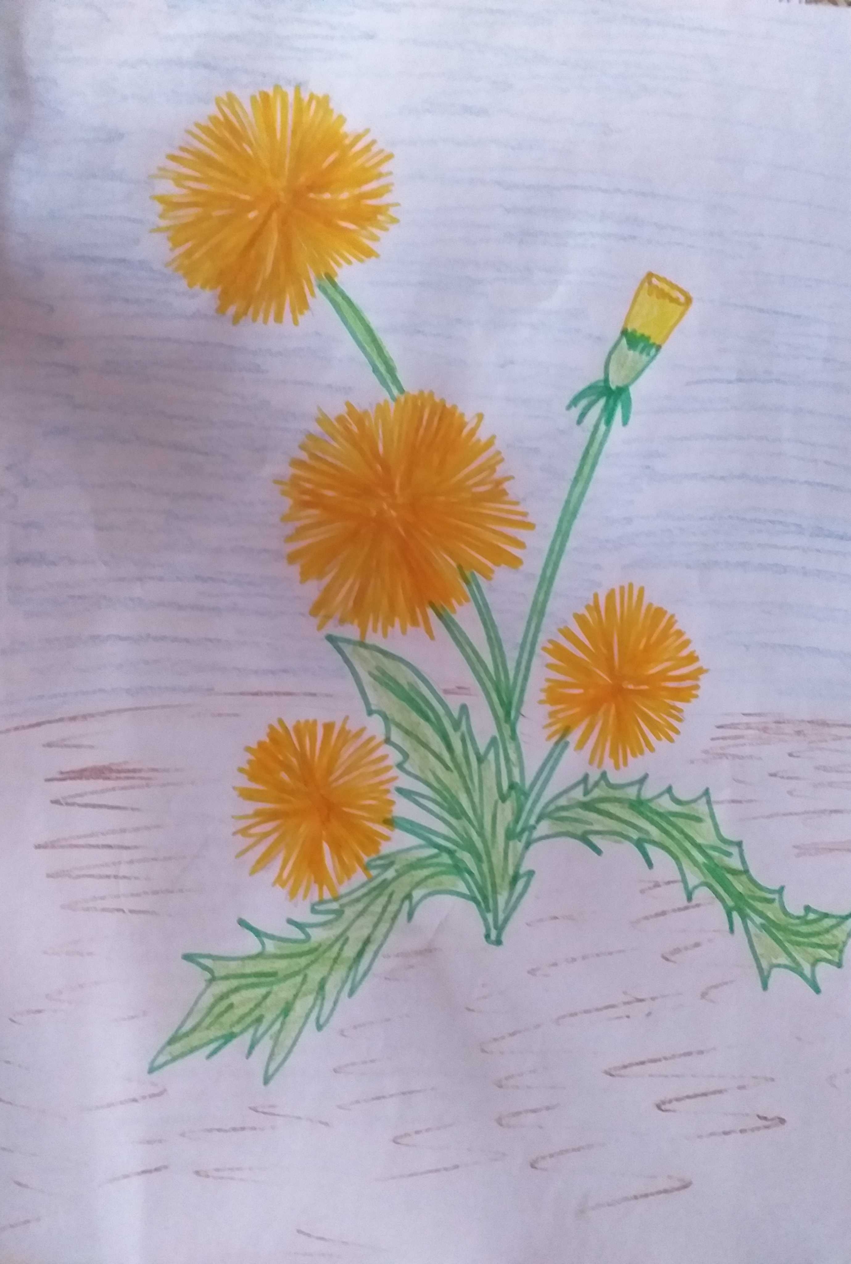 Рисуем одуванчики с детьми. Одуванчики цветными карандашами. Рисование одуванчик. Поэтапное рисование одуванчика. Рисование одуванчик старшая группа.