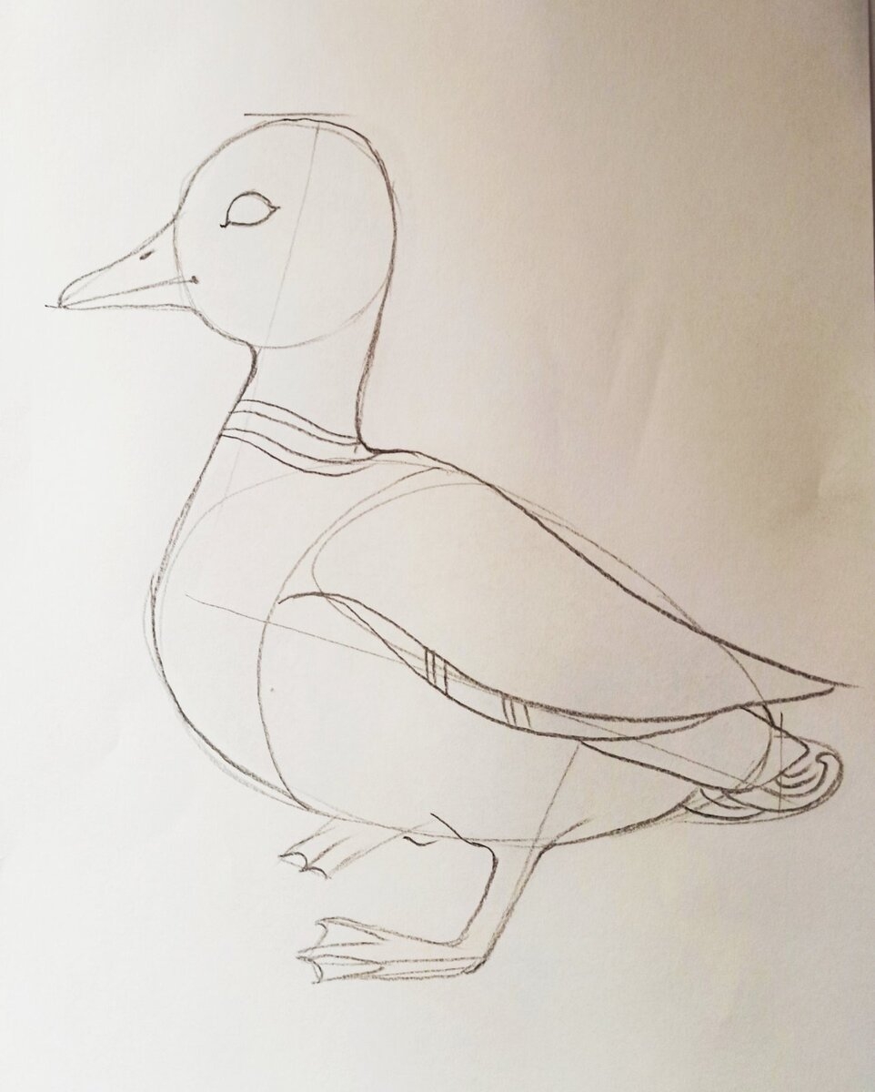 Легкий рисунок утки