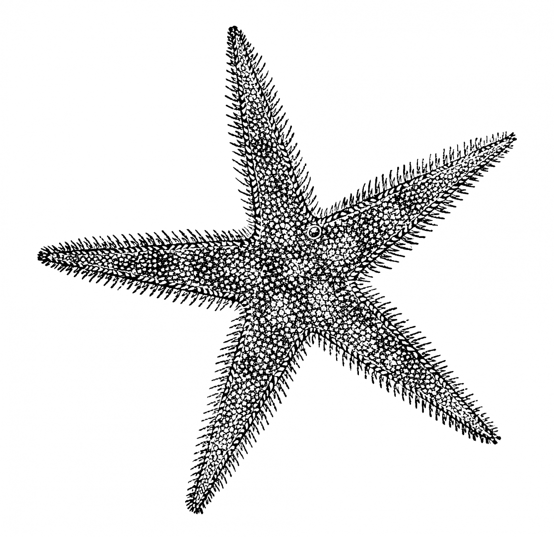 Тело морской звезды. Морская звезда. Морская звезда рисунок. Морская звезда карандашом. Морская звезда эскиз.