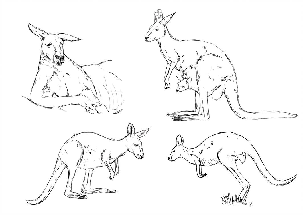 Как нарисовать кенгуру с кенгуренком?