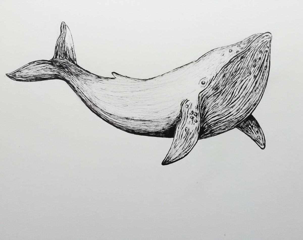 Как нарисовать кита поэтапно для начинающих » рисуем китов легко и просто карандашом и красками
