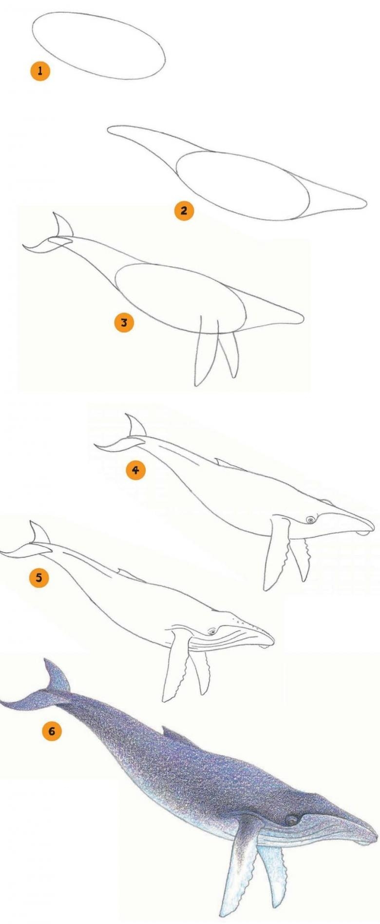 Рисунок кита для начинающих (49 фото)