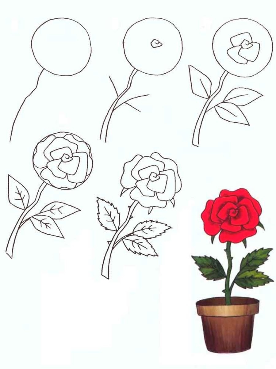 Как нарисовать розу для начинающих
