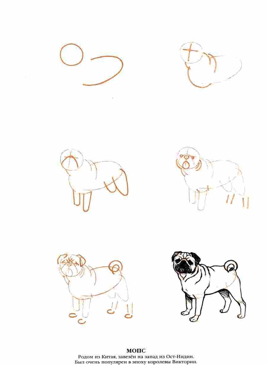 Рисунки мопса для срисовки (50 картинок) ✏