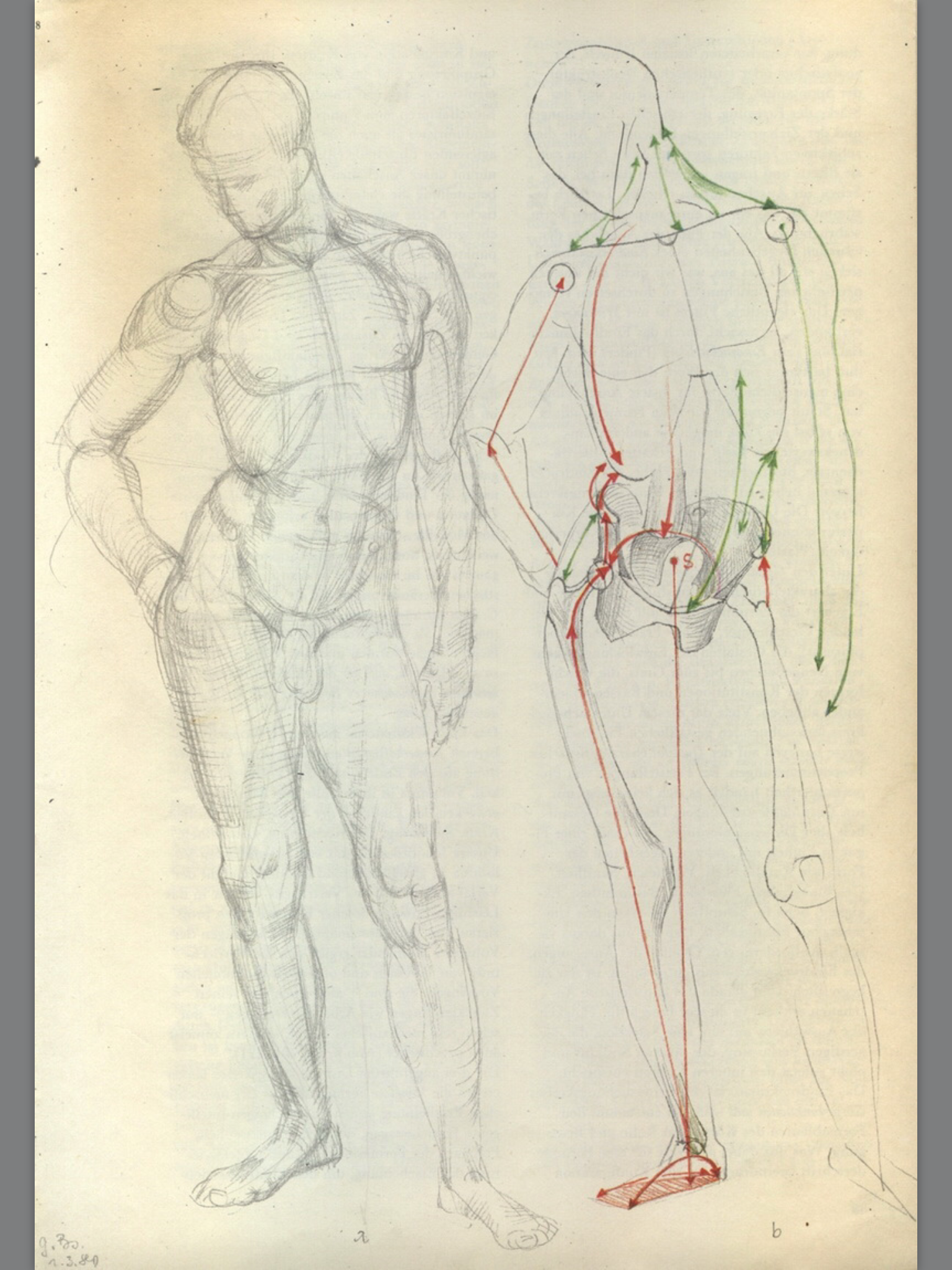 Фигура человека анатомия. Готфрид Баммес анатомия. Готтфрид Баммес фигура человека. Готфрид Баммес изображение фигуры человека 1984. Готфрид Баммес Наброски.