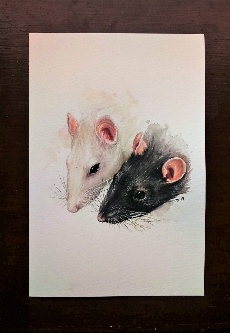 Зарисовки крыс и мышей