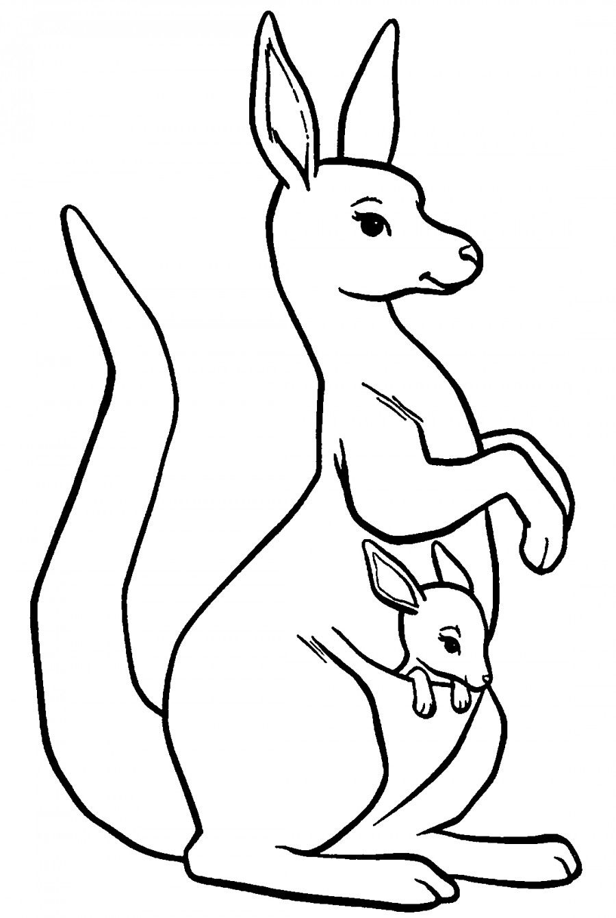 Как нарисовать кенгуру: великолепный рисунок за пару простых шагов