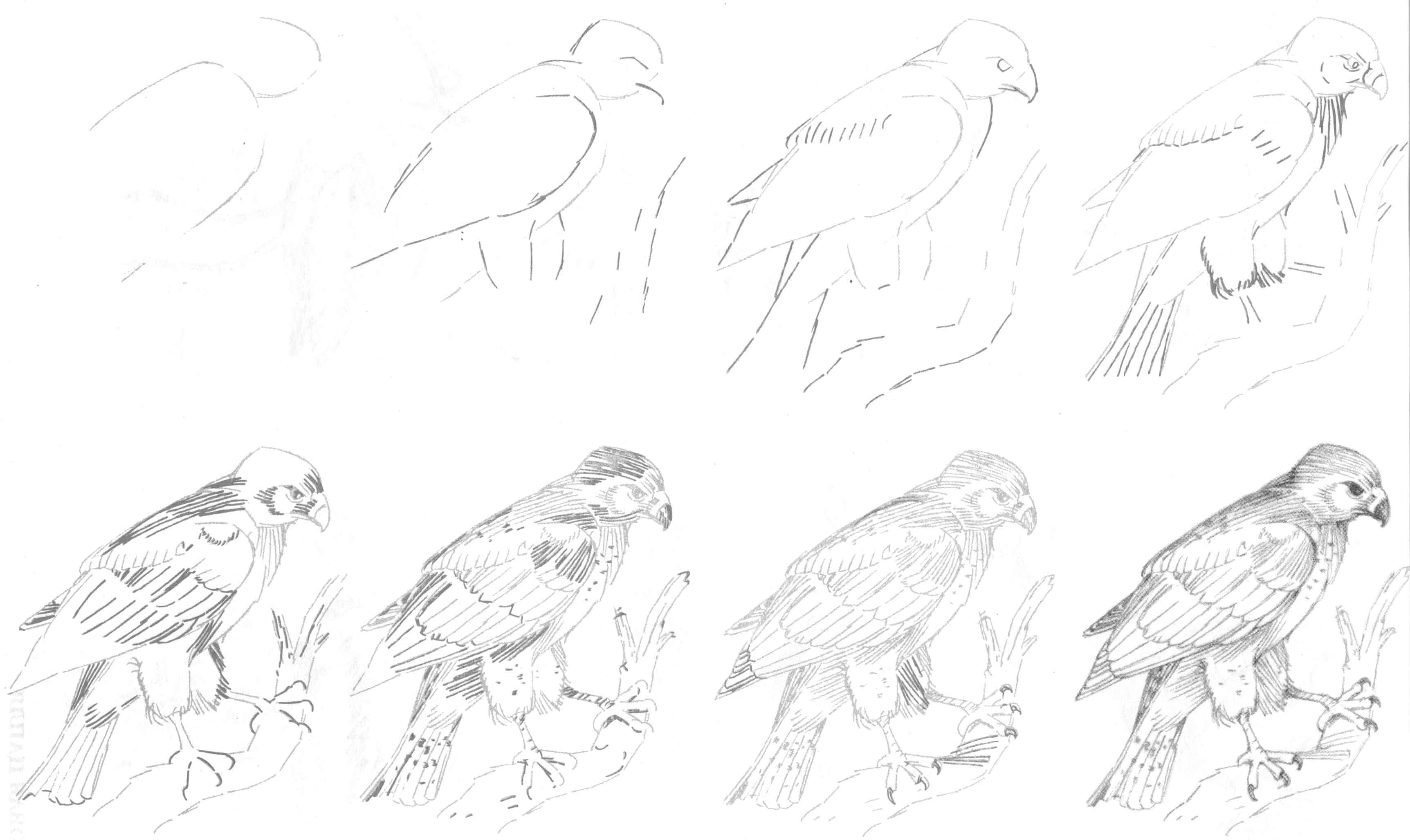Рисунки карандашом поэтапно птица в полете (58 фото) 🔥 Прикольные картинки и юмор