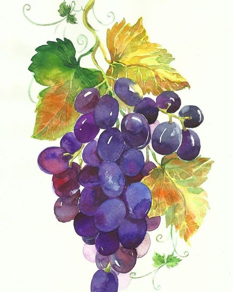 Как нарисовать виноград карандашом и красками поэтапно