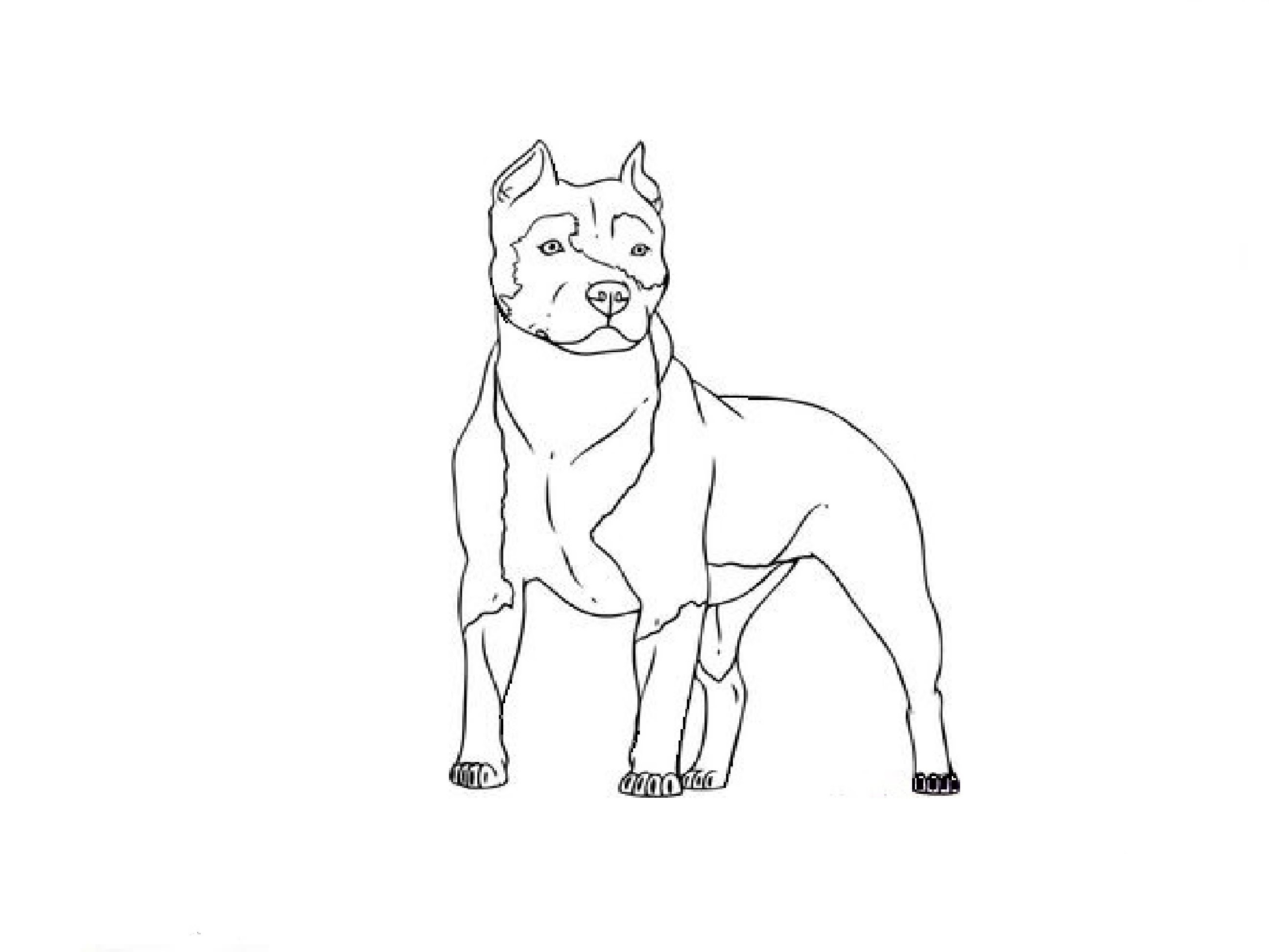Содержание уроков по рисованию собаки с подробным описанием