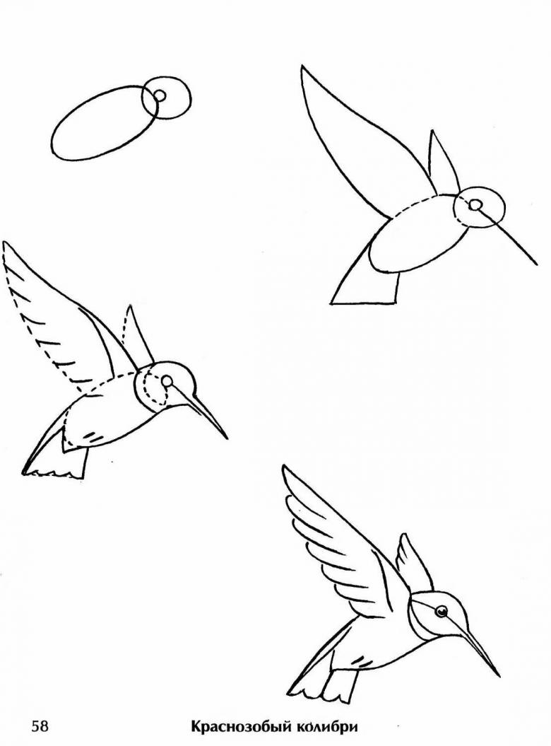 Как нарисовать колибри | биржевые-записки.рф