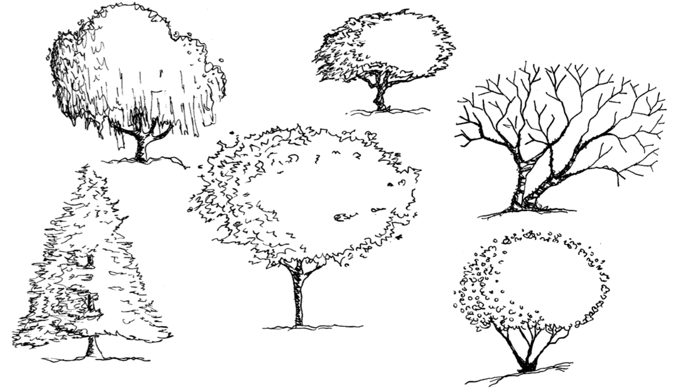 Тест кустики 4 класс с ответами. Зарисовки деревьев и кустарников. Деревья и кустарники карандашом. Эскиз кустарника. Рисунок кустов карандашом.