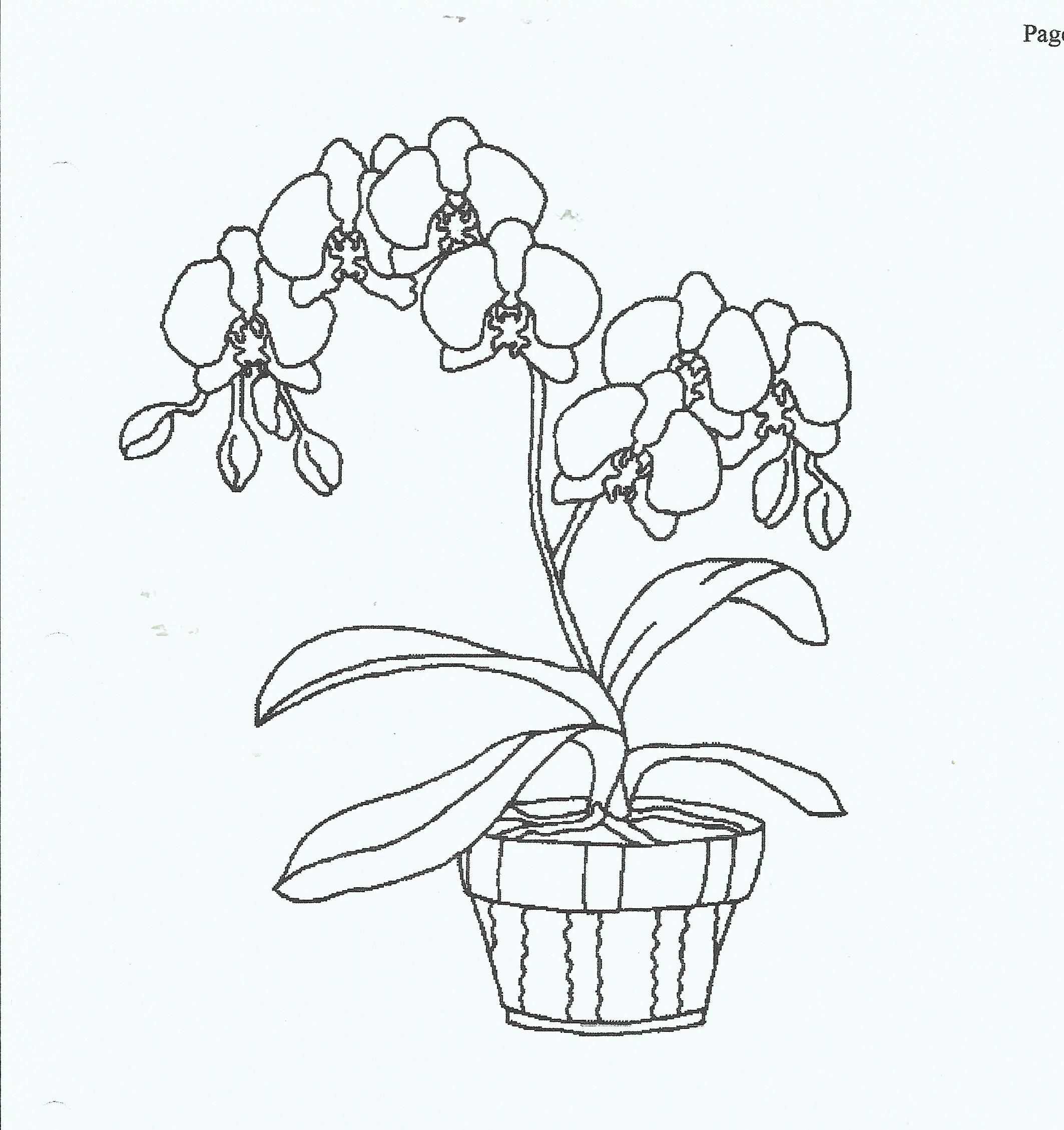 орхидея в горшке рисунок