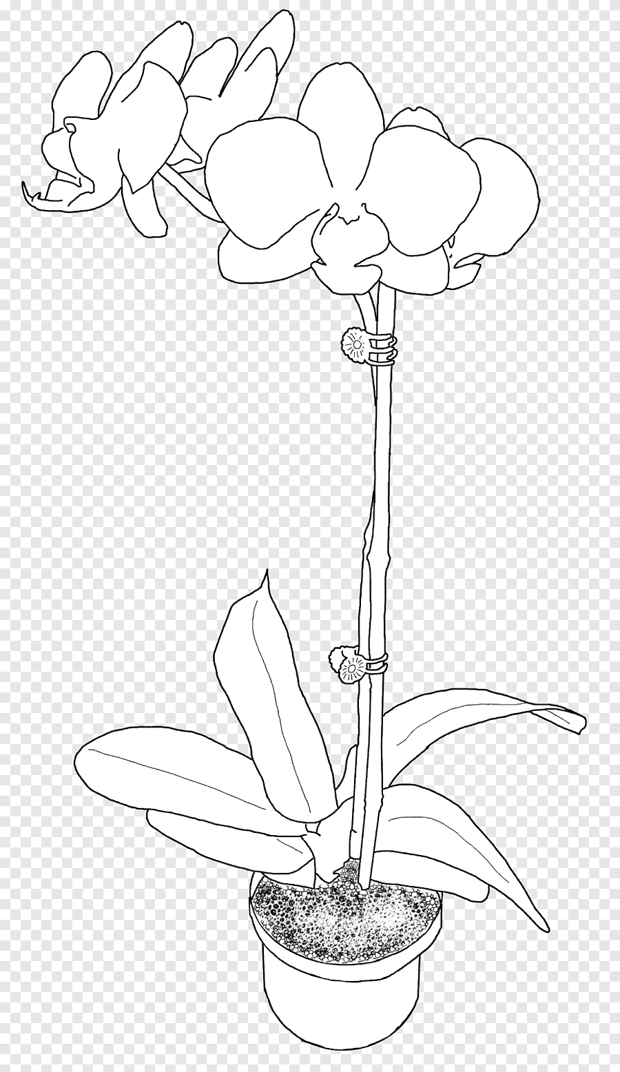 Фото по запросу Орхидея раскраска ариэль