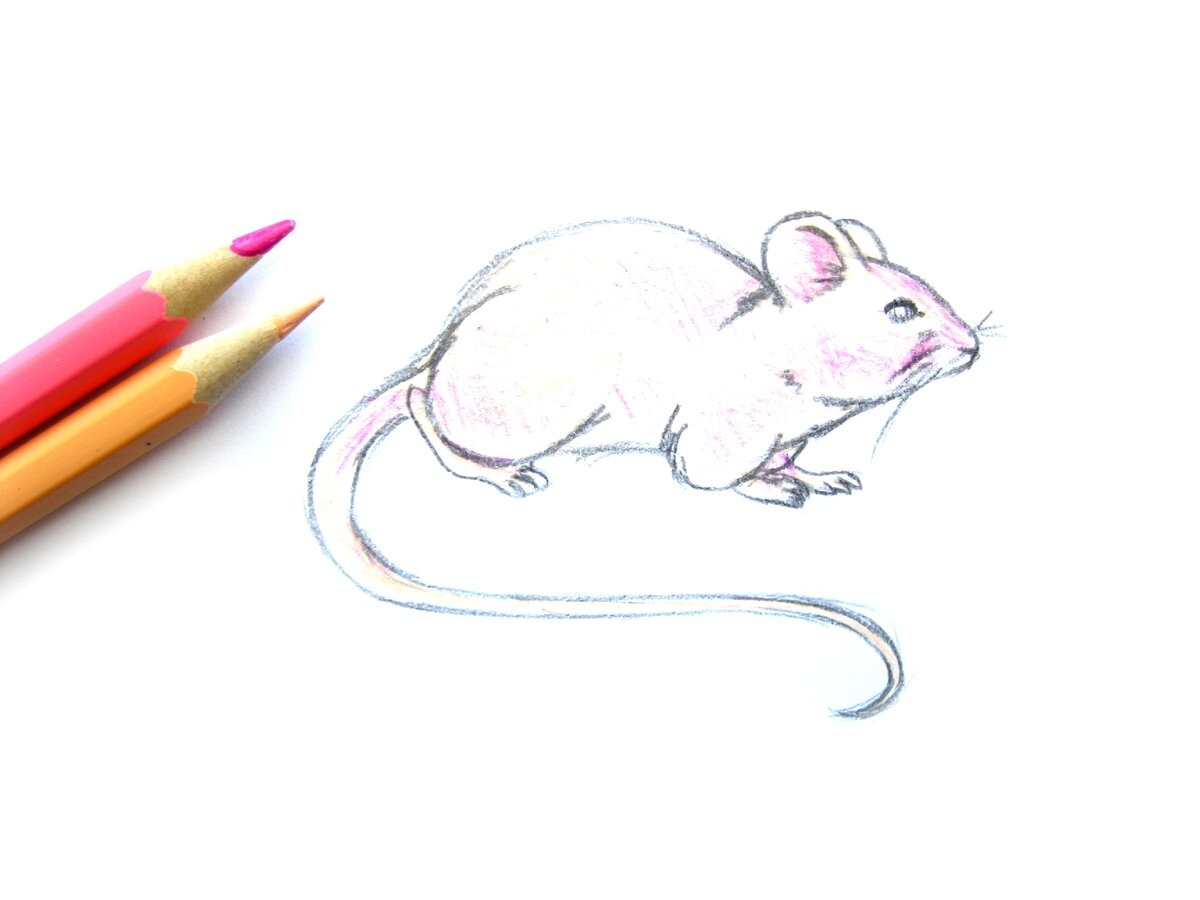 Как легко нарисовать мышку. Мышь карандашом. Мышка для рисования. Мышка рисунок карандашом. Мышка поэтапное рисование для детей.