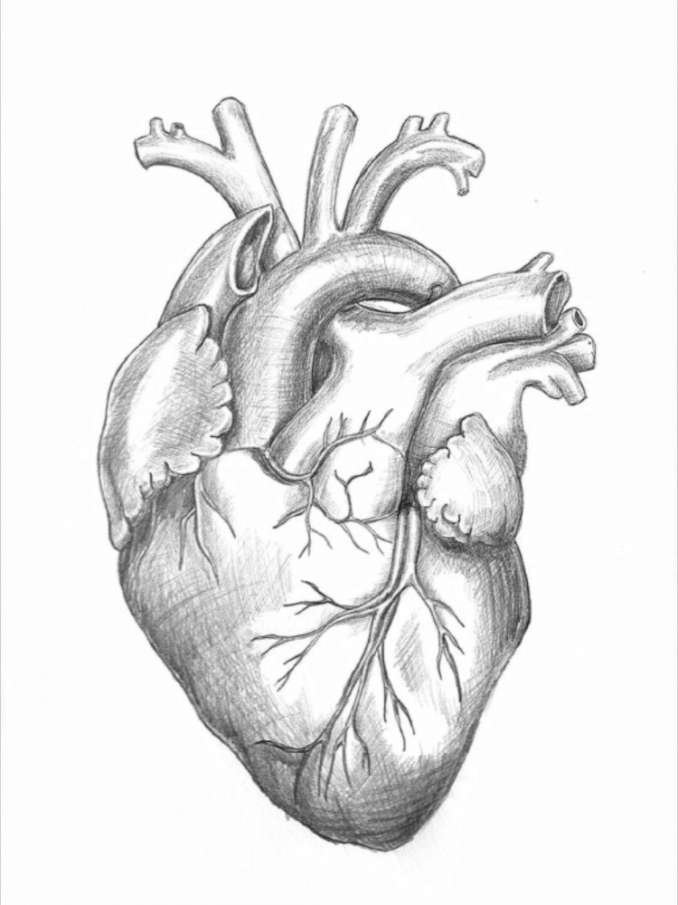 Рисунок сердца человека легкий