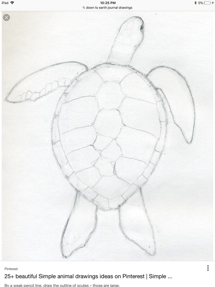 Рисунок черепахи легкий