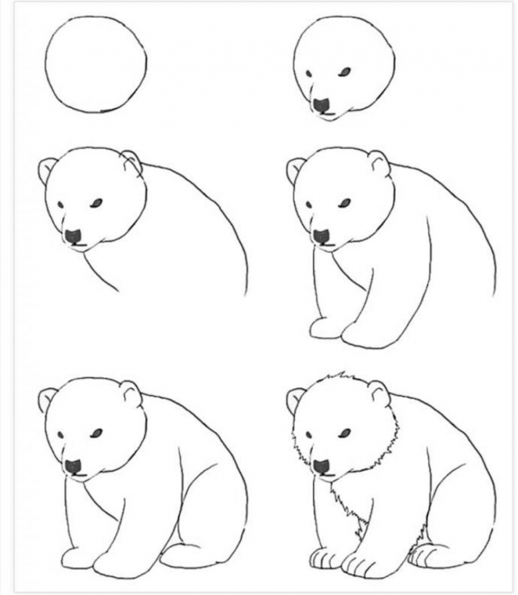 Белый медведь для срисовки