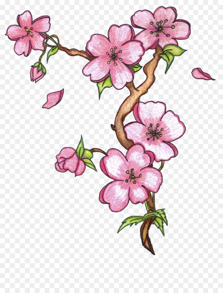 Цветы Сакуры для срисовки