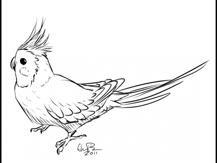 Попугай корелла для срисовки