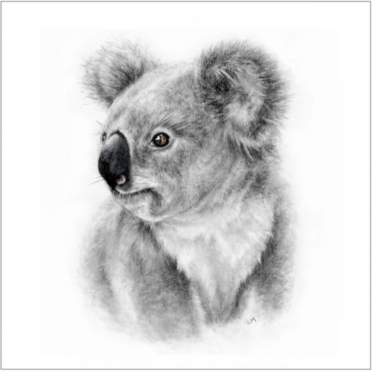 Идеи для срисовки легкие коалы (90 фото)