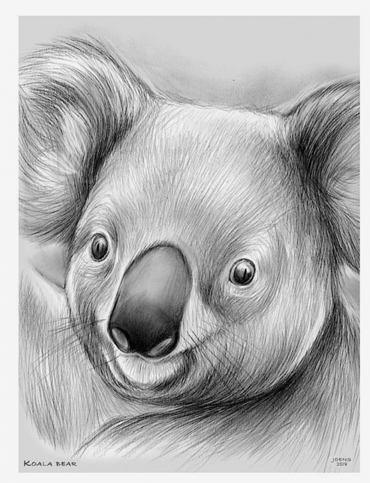 Нарисуйте коалу карандашом поэтапно