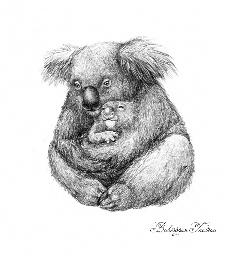 Учимся рисовать коалу :: Уроки рисования для детей