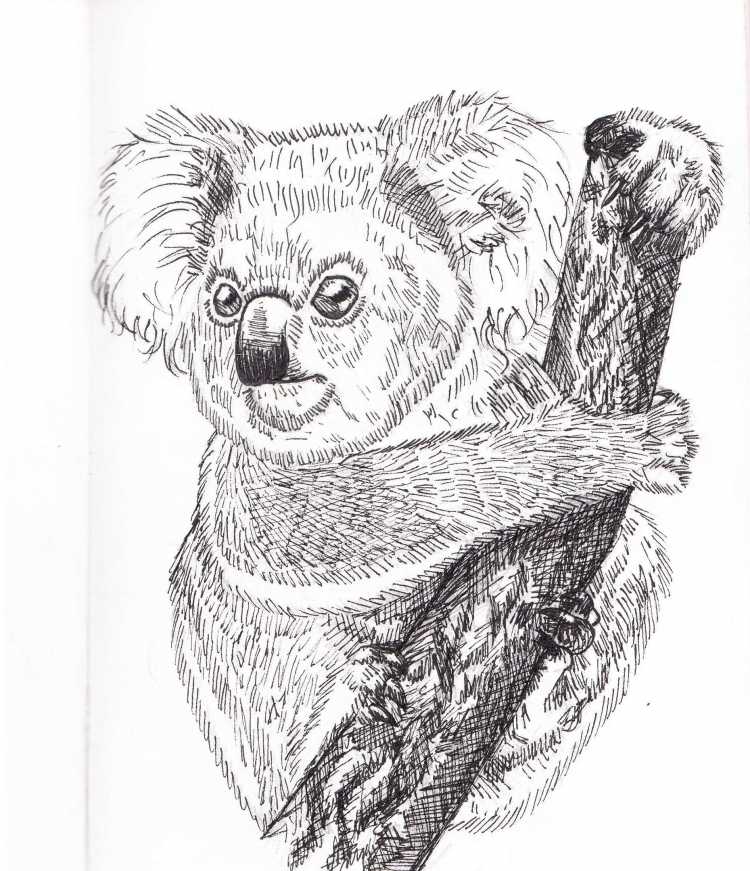 Как нарисовать коалу карандашом