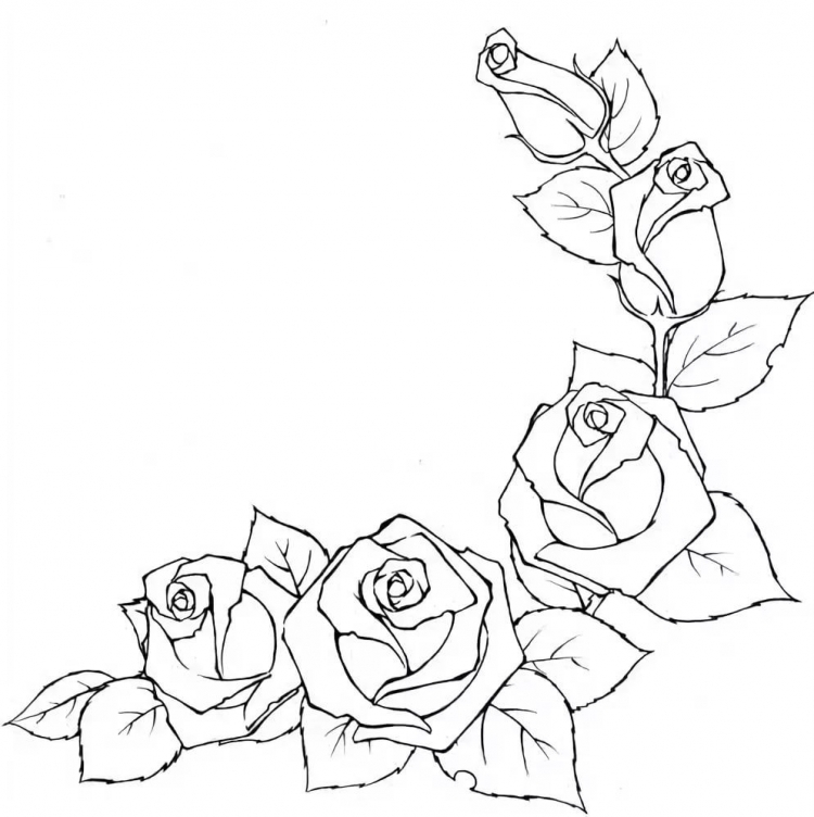 Букет роз карандашом для срисовки