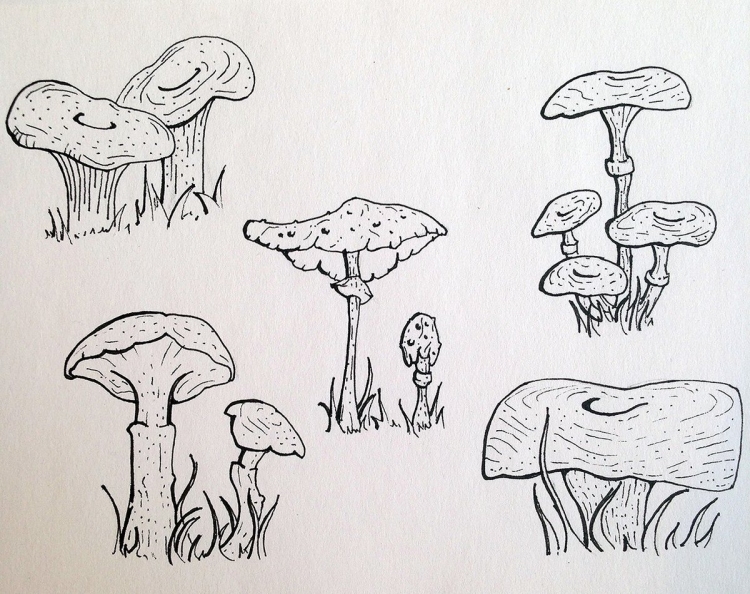 Рисунок гриба карандашом для срисовки