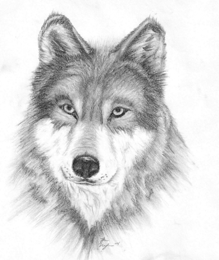 Лицо волка для срисовки