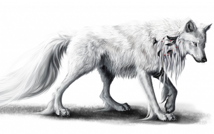 Белый волк для срисовки