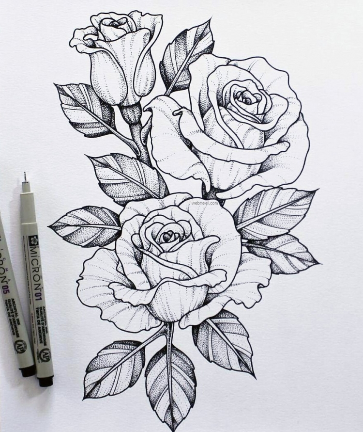 Розы ручкой для срисовки