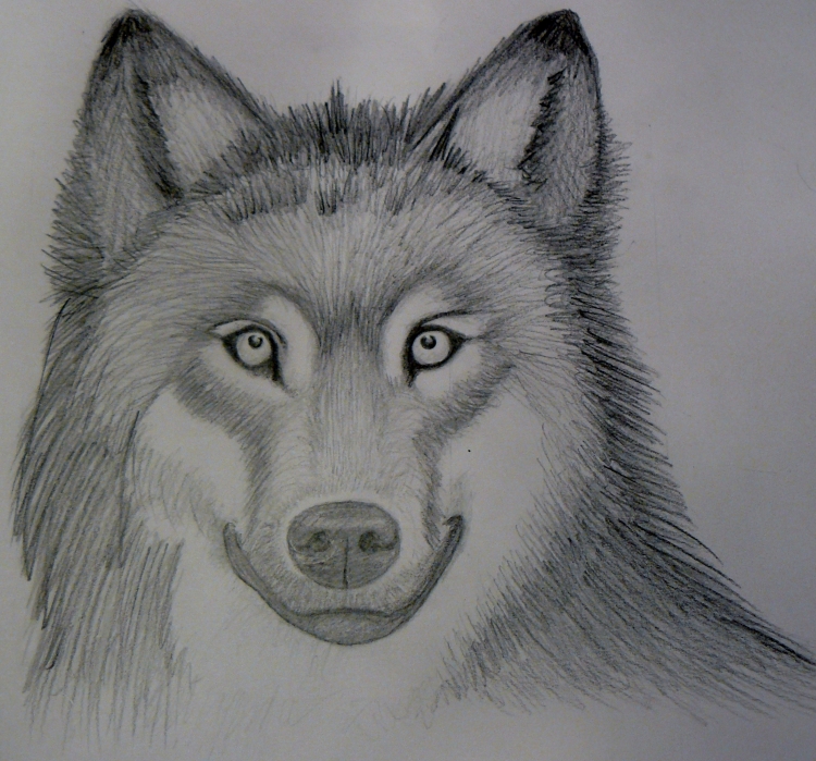 Рисунки для срисовки собаки волки