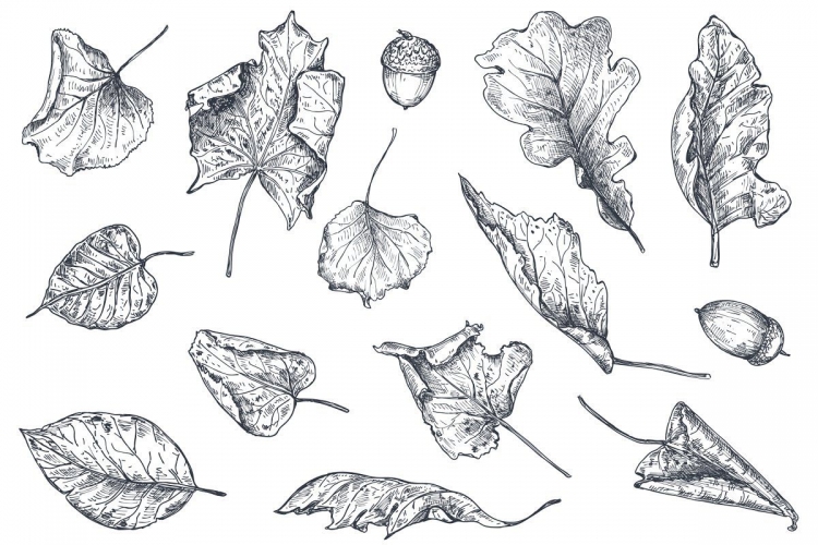 Скетчи листьев