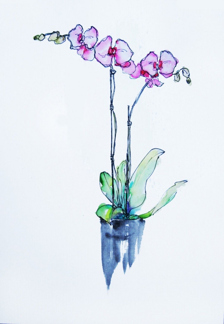 Орхидея скетч акварелью